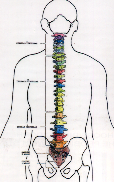 Vertebral Podo-Rhacidian Training Syllabus Saturday 19th & Sunday 20th July 2025